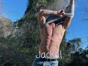Jackal