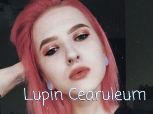 Lupin_Cearuleum